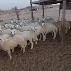 طليان مناسبات