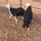رخال نجد