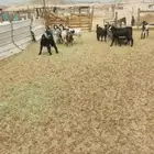 تيوس ذبايح منادي ثلاجة