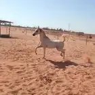 حصان واهو مكس ولد خيدار