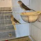 نفيتين وذكر كناري