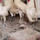 للبيع 5 ذيوك