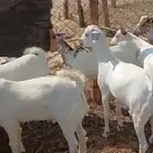 طليان مناسبات.تيوس ثلاجة منادي