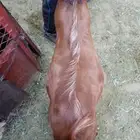 تيس ذبيحة ثلاجه كفو