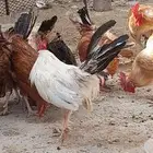 ديوك بلدي للبيع