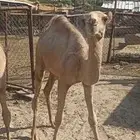 قعدان للبيع