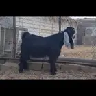 ( تم البيع ) جذع عارضي اعطي مشروع فحل كفو