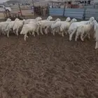 طليان مناسبات.. ورخال . مقنا وذبح