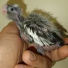 فرخ كوكتيل كروان