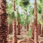 نخل واشنطني زينه بجميع مقاساته