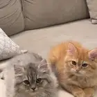 التبني شرط مخافة الله فيها