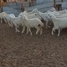 جلب شحم طليان ورخال. ورخال مقنا