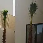 نخل واشنطن للبيع