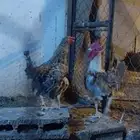 دياكة للبيع
