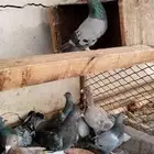 للبيع مجموعه حمام مشكلين