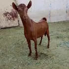 تيس جذع فحل مشروط