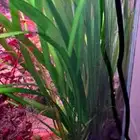 Aquarium plant for sale limited quantities
