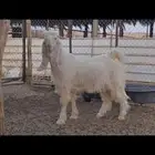 ( تم البيع ) تيس ابيض ابرص جذع جاهز للهداد خصم.