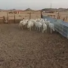 طليان ضيفان . ورخال ذبايح مناسبات ومقنا
