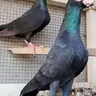 للبيع جوز كارير