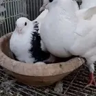 للبيع جوز أيراني