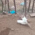 ذكر بط بكيني للبدل بدجاجه مع عيالها