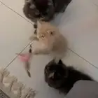قطه صغيره شيرازي للبيع