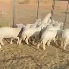 هرافا حري ونعيمي