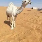 بكره جذعه لقحه ع بعير باتلي طيب