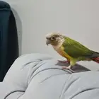 للبيع ببغاء كنيور مع كامل ملحقاته