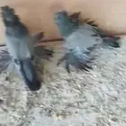 للبيع طبه بخارا مستوى بطل تم البيييع