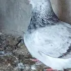 فرش منديل حمام