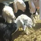 رخل نجدية للبيع إنتاجها كفو