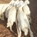 طليان.ذبايح مناسبات وضيفان. وتيوس مخصيه