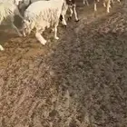 ضان ورخال وفحل . رخال ذبح او مقنا