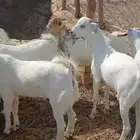 فحل وتيوس سمان.. وجفار مقاني وعنز خلفة