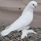 للبيع ذكر لونق فيس