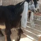 للبيع مشروع فحل عارضي معرف العمر