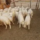 طليان ورخال مناسبات ثلاجة شحم. وتيوس سمان