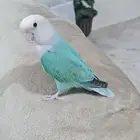 طير روز ذكر للبيع