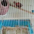 للبيع جوز زيبرا انجليزي اونج
