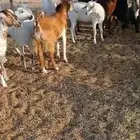فحول معزا أدهم واسود وجفار مقاني