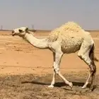 حشو للبيع