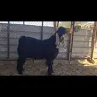 جذع عارضي فاخر فرصة لمن يبحث عن الطيب.