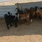 تيوس. شحم ثلاجة