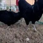 للبيع ذيك ودجاجه