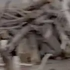 أشجار بزرومي قبل الشتاء