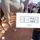 ناقه مزاين خزامه HGN