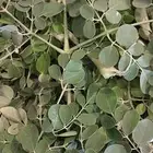 مورينجا طازجة الكمية محدودة