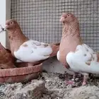 للبيع جوز سوري